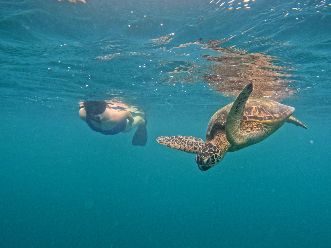 Kali & Kato's Rarotonga Turtle Tours-Takitumu District必去景点