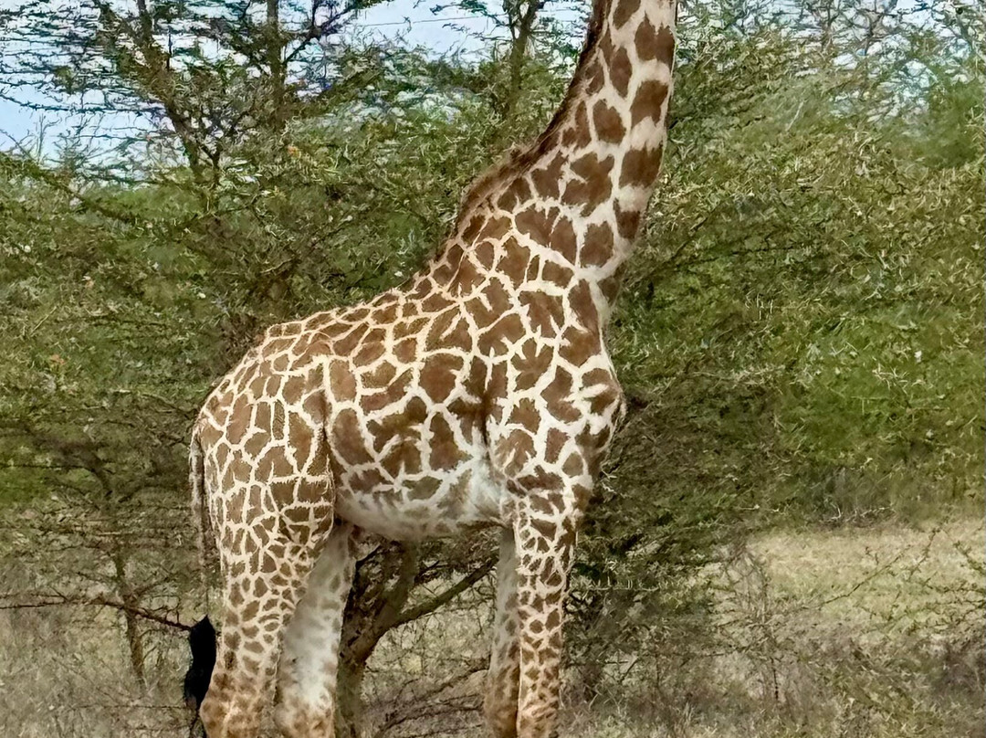 Nyerere National Park-Lindi Region必去景点