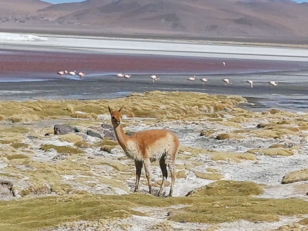 Banjo Tours-拉巴斯必去景点