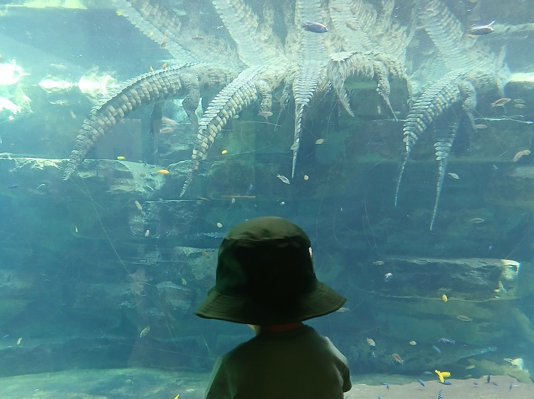 Dubai Crocodile Park-迪拜必去景点