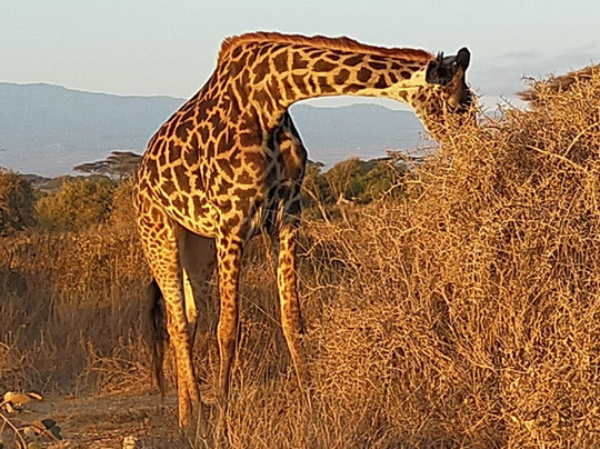 Kenya Con Deddy-瓦塔木必去景点