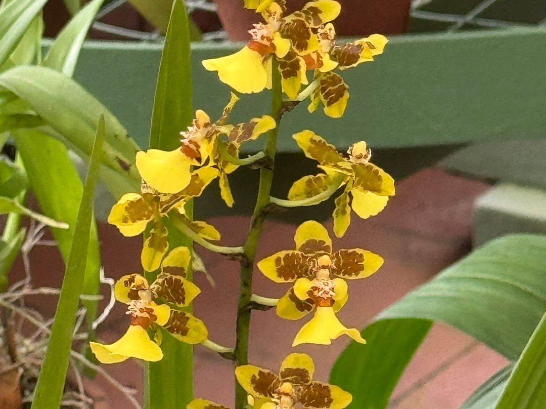 Sri Lanka Transfers-康提必去景点