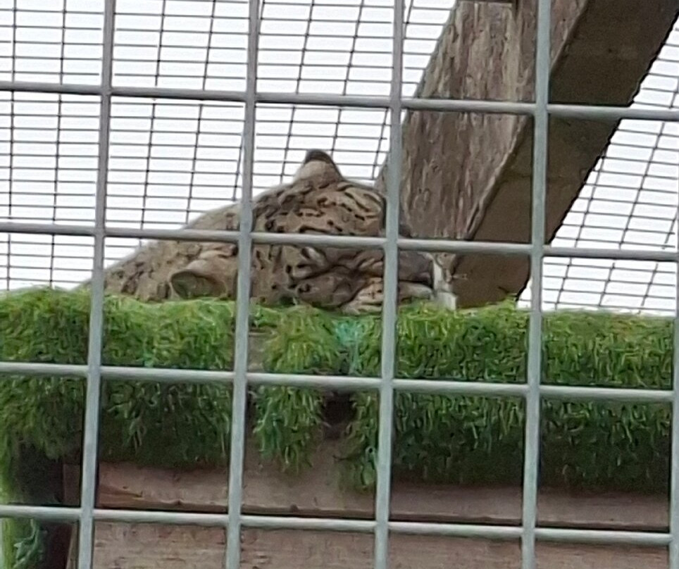 Wolds Wildlife Park-Horncastle必去景点