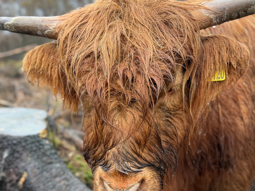 Highland Titles Nature Reserve-Duror必去景点