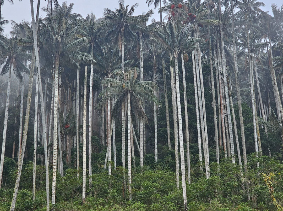 Urapanes Del Bosque主图