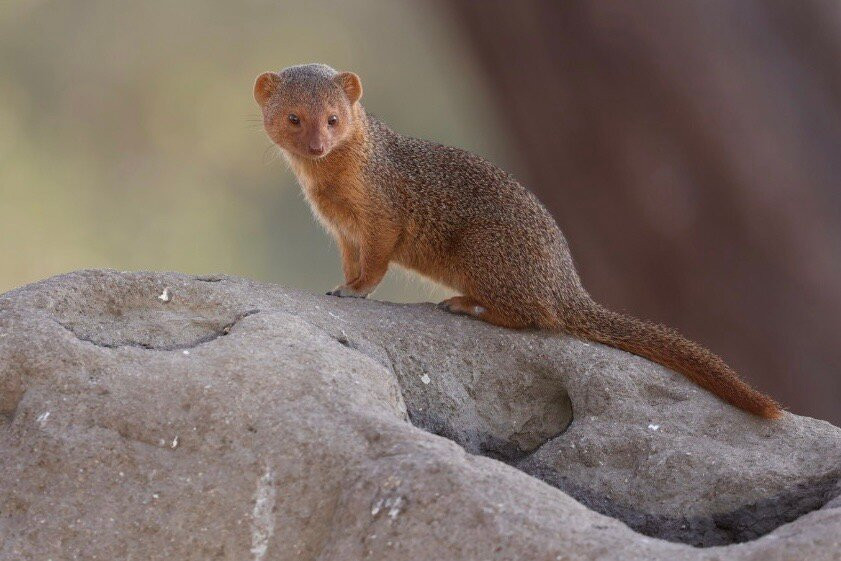 Roy Safaris-阿鲁沙必去景点