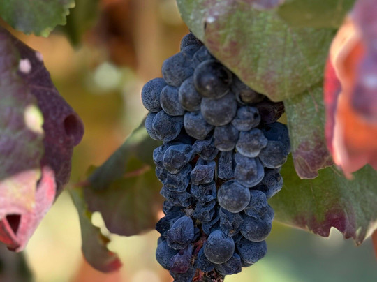 Terroir Tours-戈尔兹伯勒必去景点