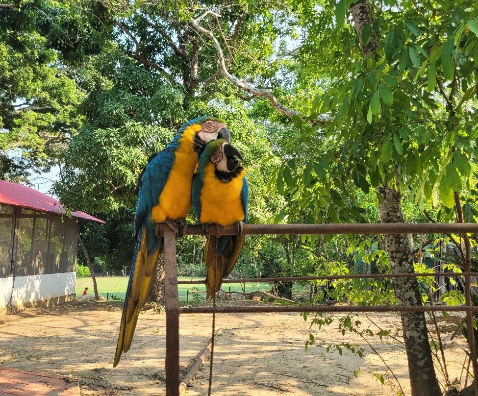 CHUCHINI Amazon Wildlife Reserve & Eco Lodge-Trinidad必去景点