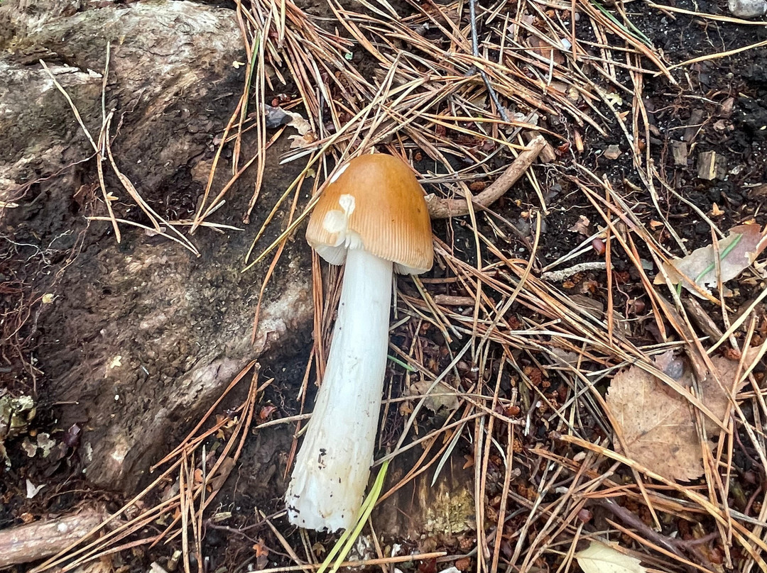 Careys Secret Garden-韦勒姆必去景点