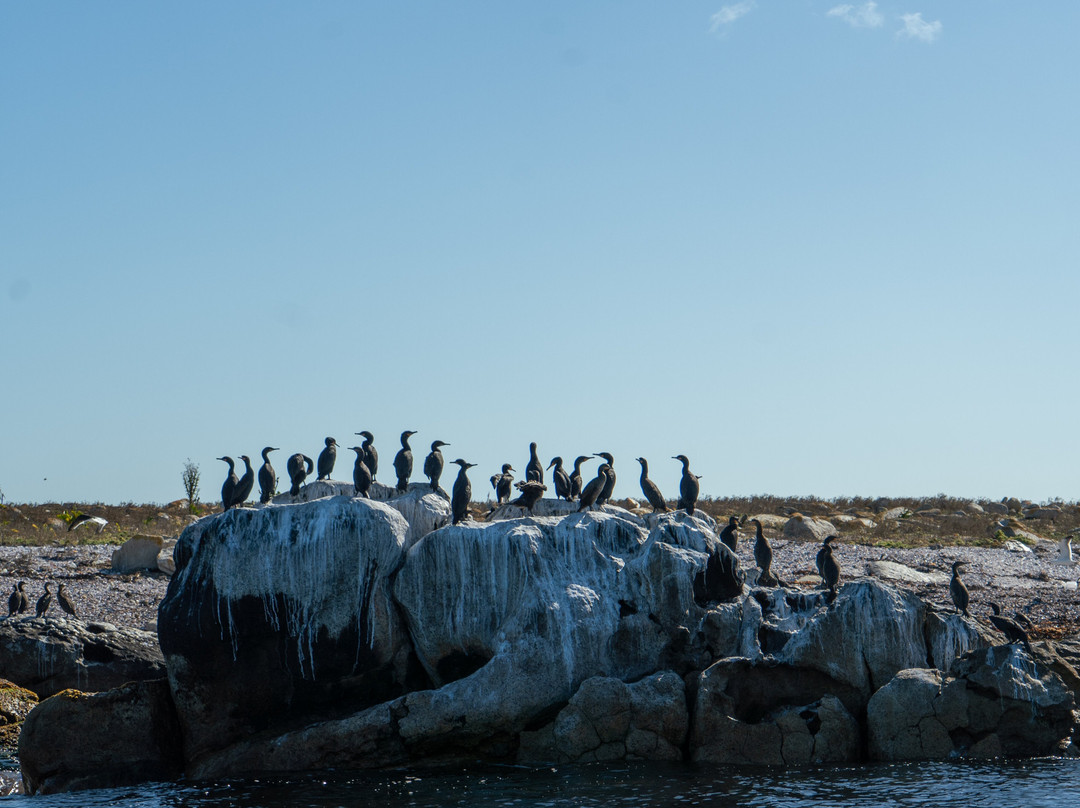 Cape Coast Expeditions-Yzerfontein必去景点