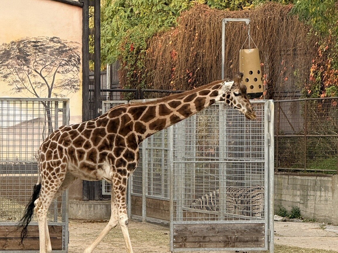 ZOO Bratislava-布拉迪斯拉发必去景点