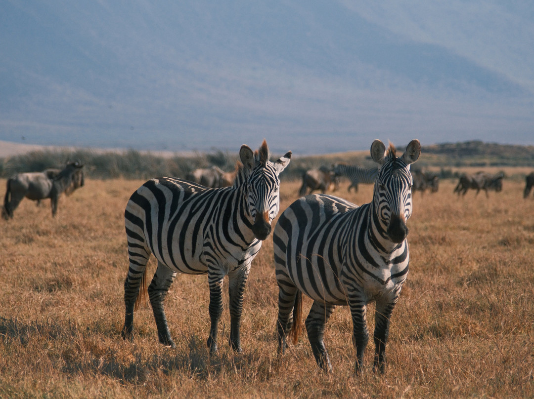 Etro Tours and Safaris-莫西必去景点