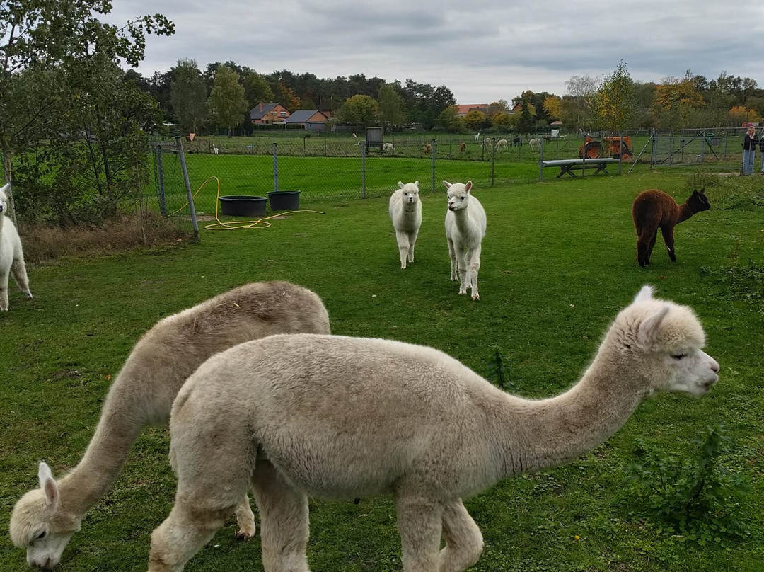 De Alpacaboerderij-Kaulille必去景点