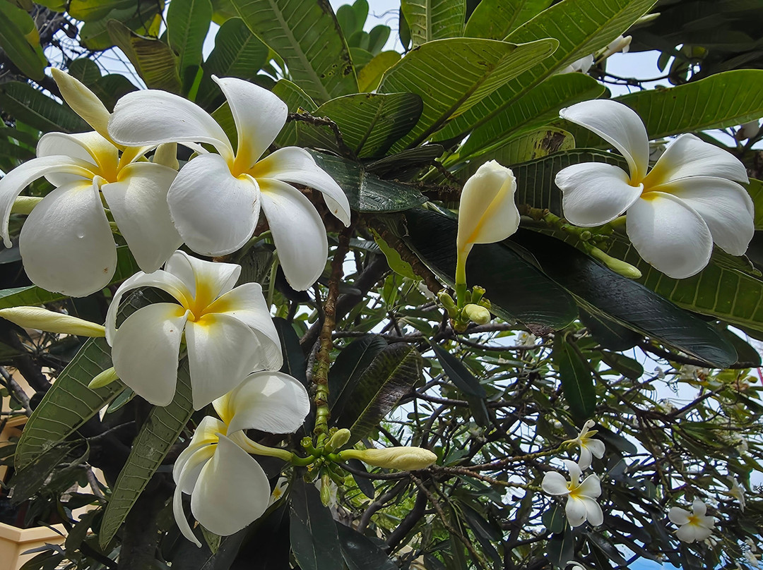 帕特查哈帕特水疗中心-Nong Kae必去景点