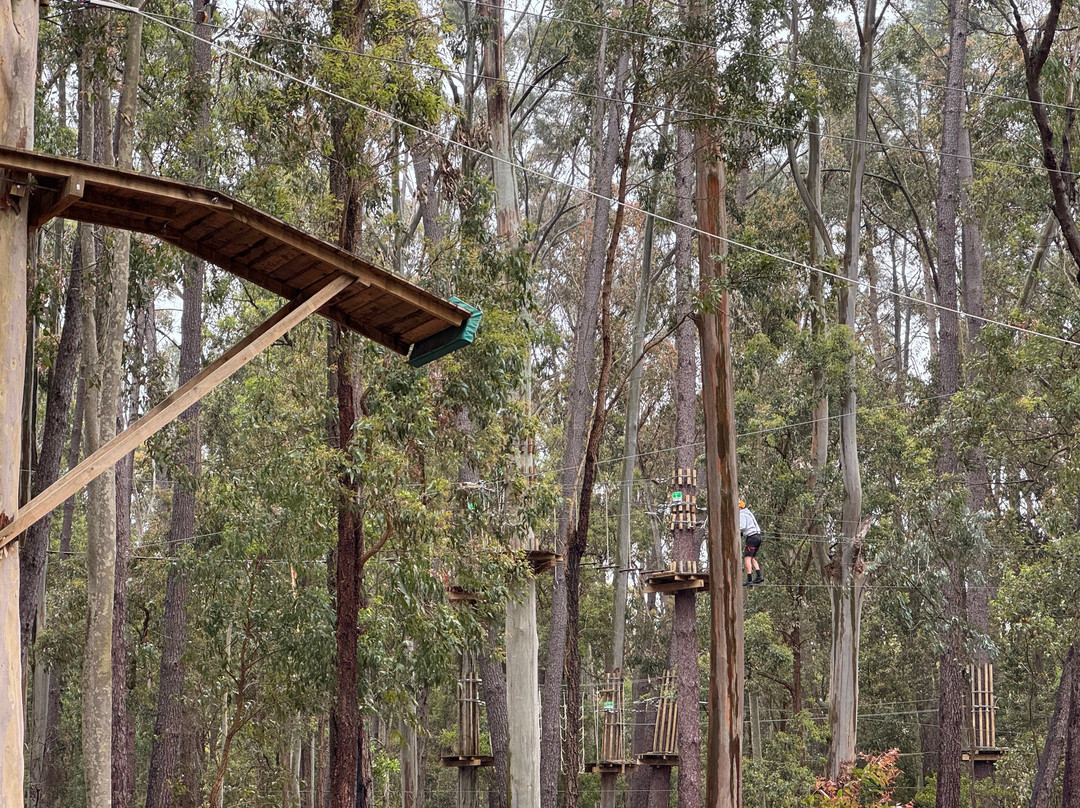TreeClimb Kuitpo Forest-Kuitpo必去景点