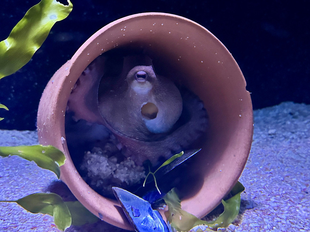 TOURLINE-Ammoudara必去景点