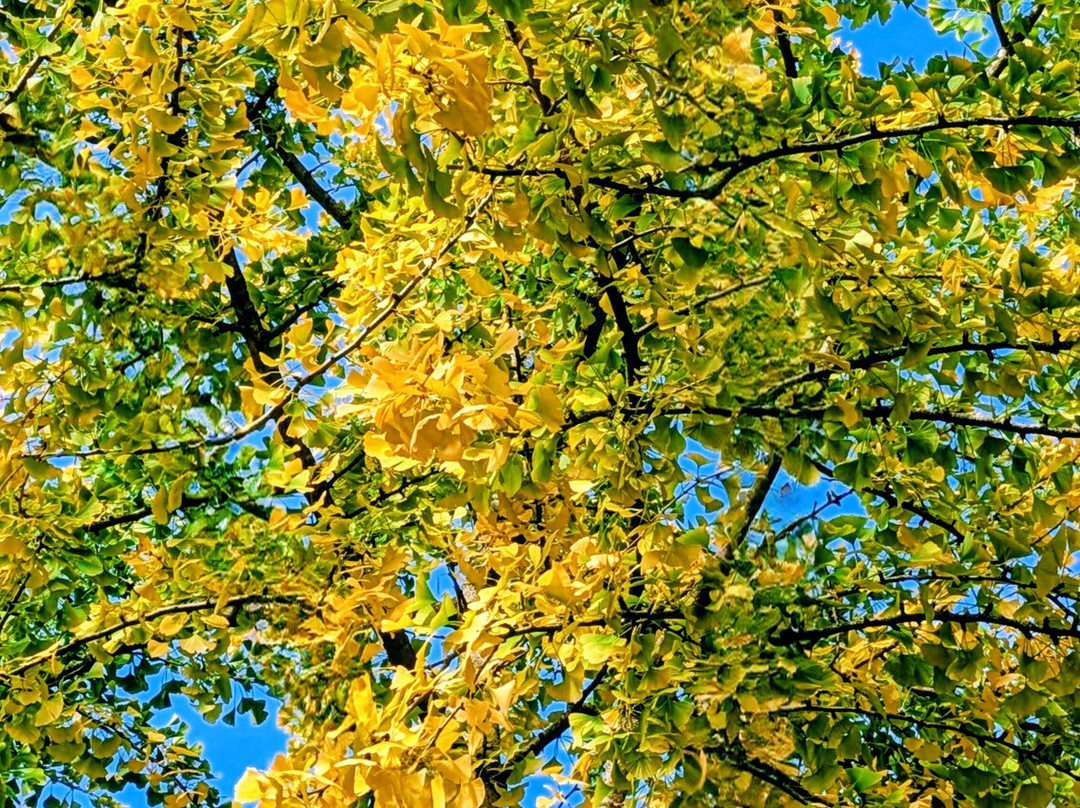 Harris Garden-雷丁必去景点