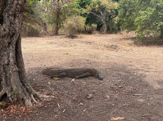 Info Tour Komodo-Labuan Bajo必去景点