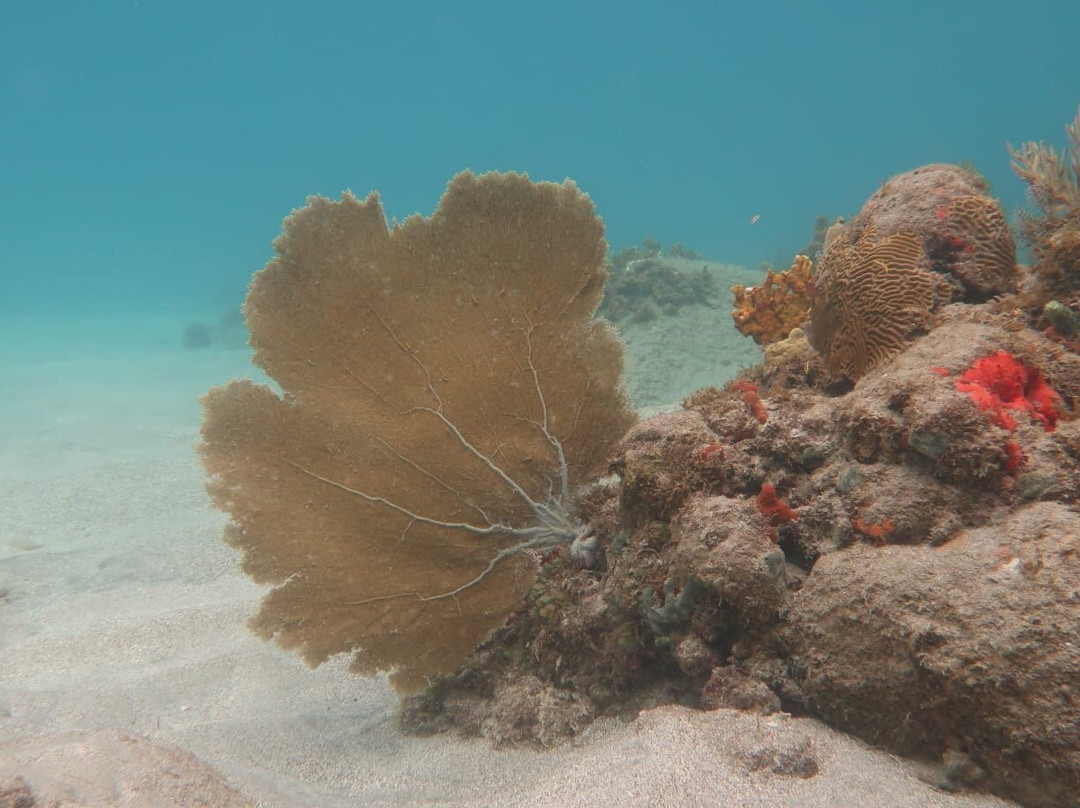 Tropicalsub Diving-Deshaies必去景点