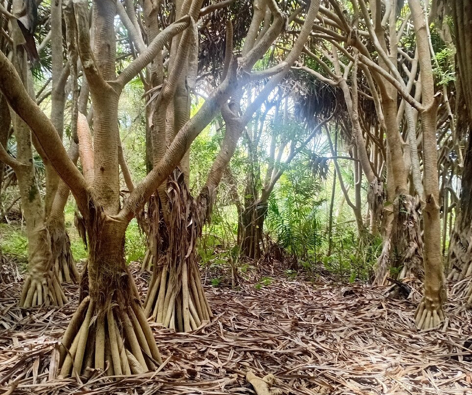 Grande Montagne Nature Reserve-罗德里格斯岛必去景点