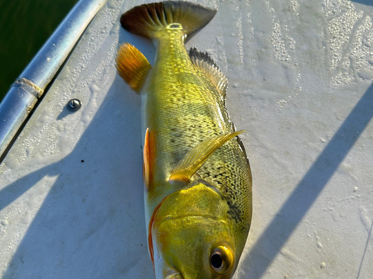 Peacock Bass and Tarpon Tours-圣胡安必去景点