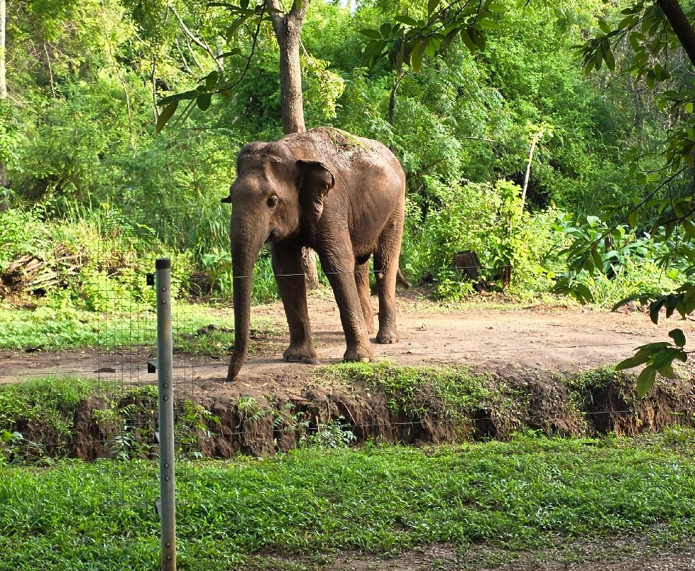 Udawalawe Safari Tours-乌达瓦拉维国家公园必去景点
