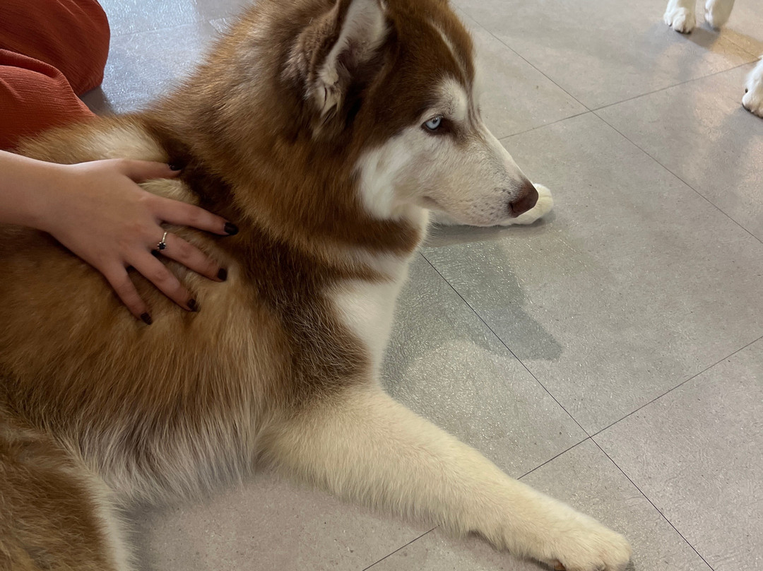 The Huskitory-马六甲必去景点