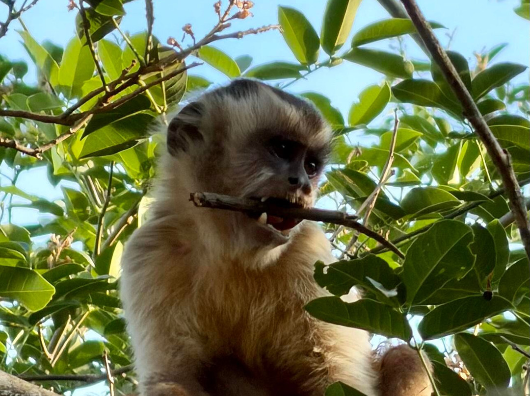Pantanal Photo Tours-伊利亚贝拉必去景点