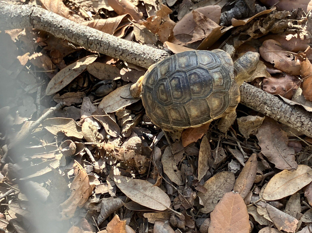 A Cupulatta-Ucciani必去景点
