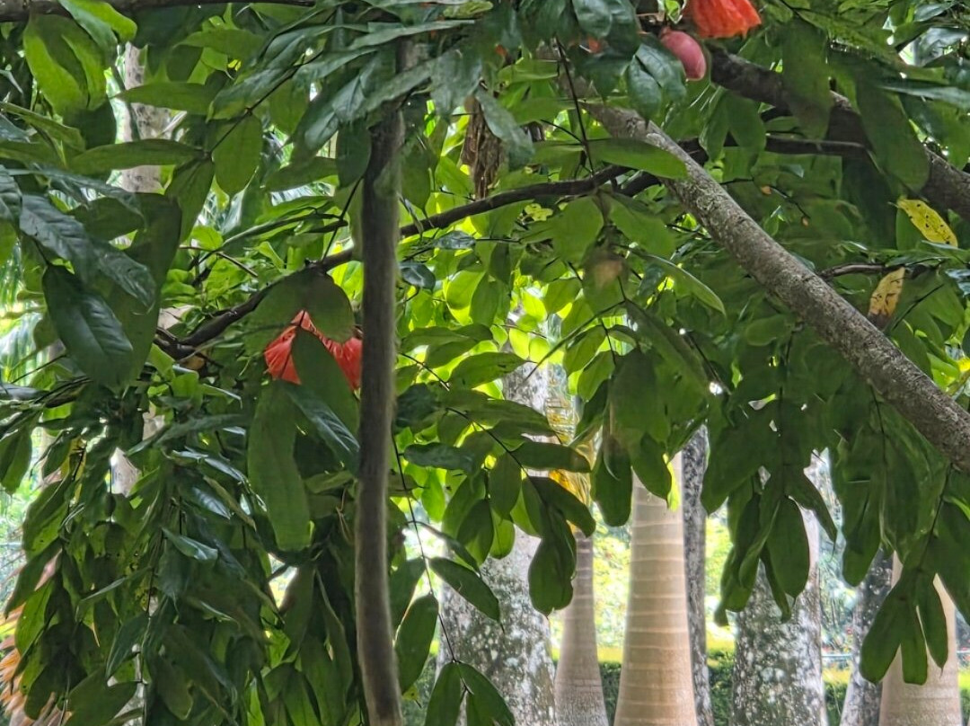 Chathu Lanka Tours-康提必去景点