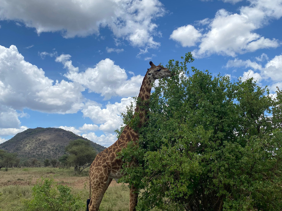 Zara Tanzania Adventures-莫西必去景点