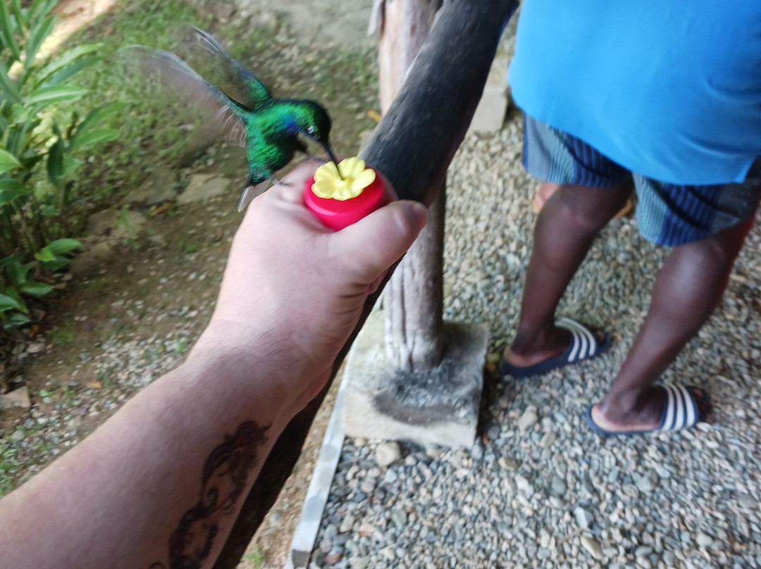 Island Man Tours-克朗波因特必去景点