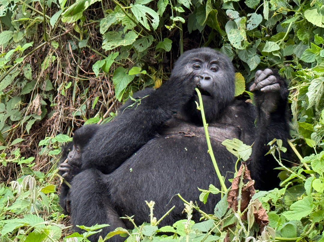 BUGOLI ADVENTURES LIMITED-卡巴莱必去景点
