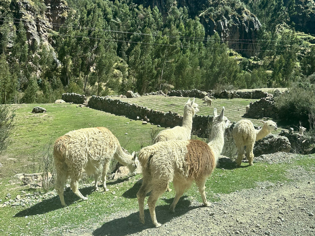 Peru Viva Experience-库斯科必去景点