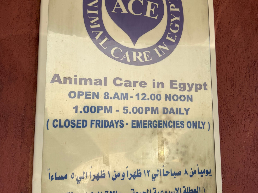 ACE - Animal Care in Egypt-卢克索必去景点