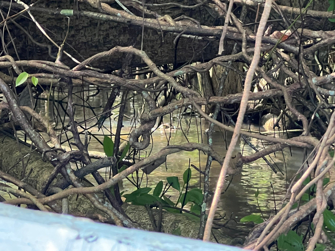 Koggala Lake Boat Safari & Kayak Adventure with Malish-克拉必去景点