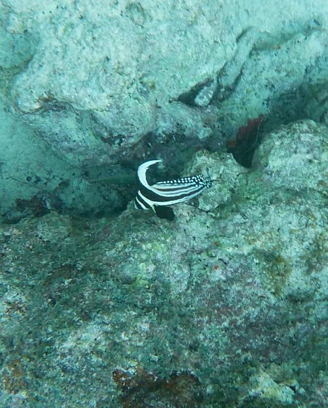 The Diveshop Curacao-威廉斯塔德必去景点