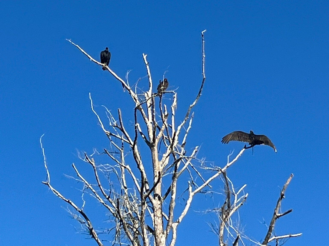 CREW - Bird Rookery Swamp Trails-那不勒斯必去景点