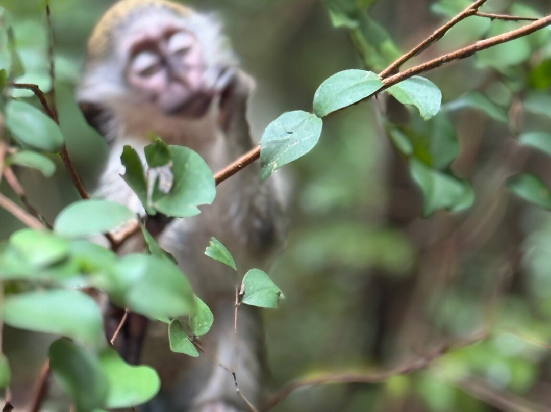 Barbados Wildlife Reserve-Saint Peter Parish必去景点