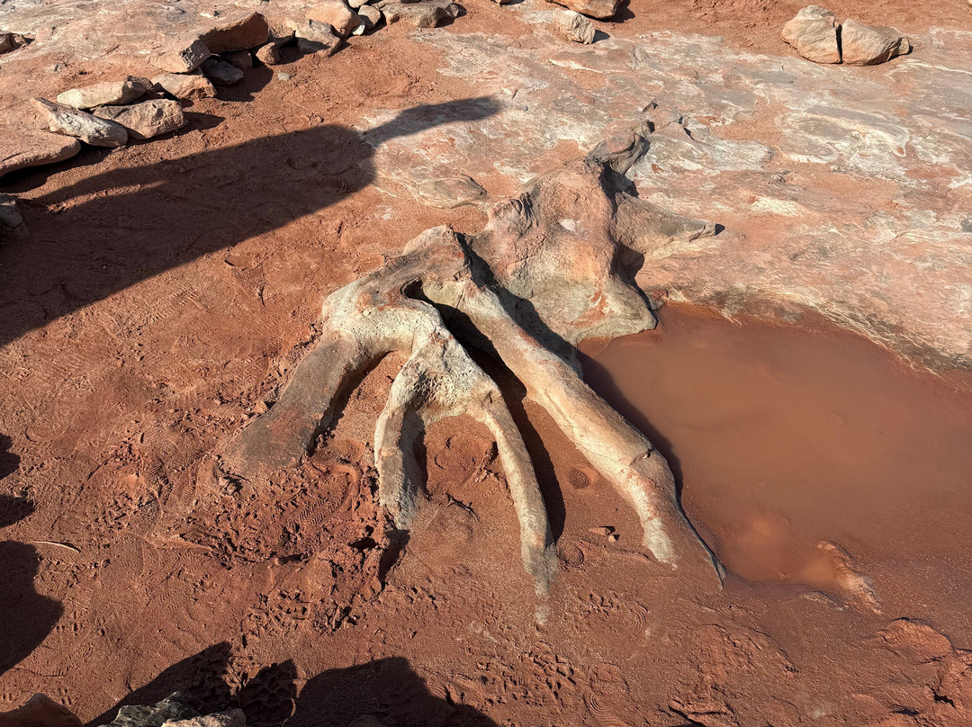 Dinosaur Tracks-蒂巴城必去景点