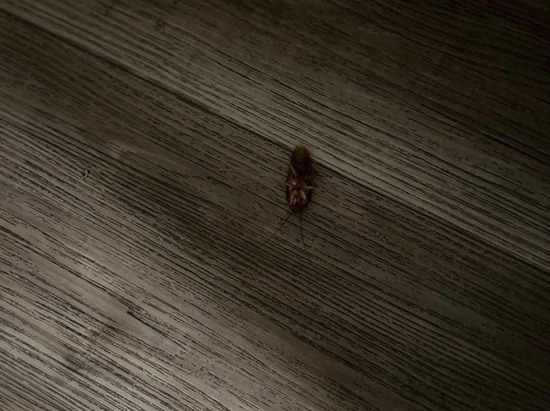 Days Inn by Wyndham Alexander City主图