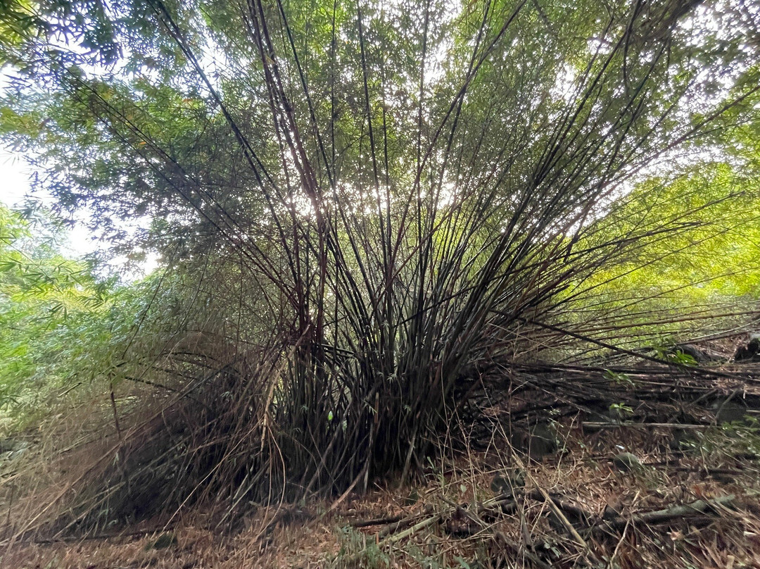 Sentier du Rorota-Remire-Montjoly必去景点