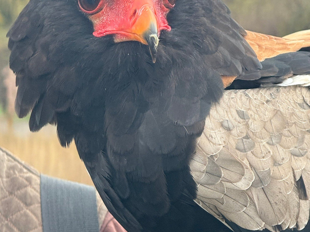 Millets Farm Falconry Centre-弗里福德希斯必去景点