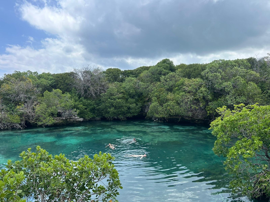 Afro Whale Shark Safari-马菲亚岛必去景点