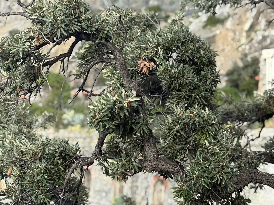 Via dell'Amore-里奥马焦雷必去景点