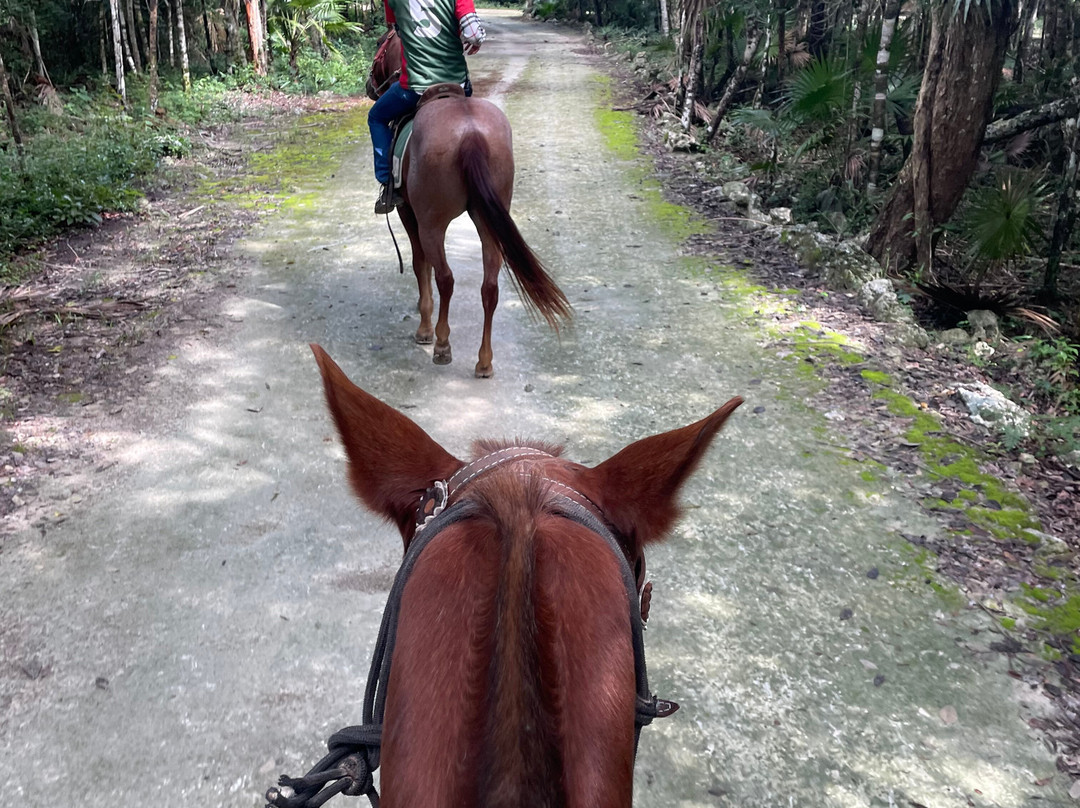 Boca Del Puma-从莫雷洛斯港必去景点