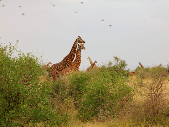 Ommy Kenya Safaris-瓦塔木必去景点