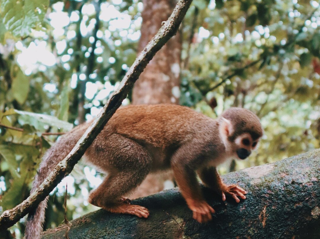 Amazonas Go - Numae Experience-莱蒂西亚必去景点