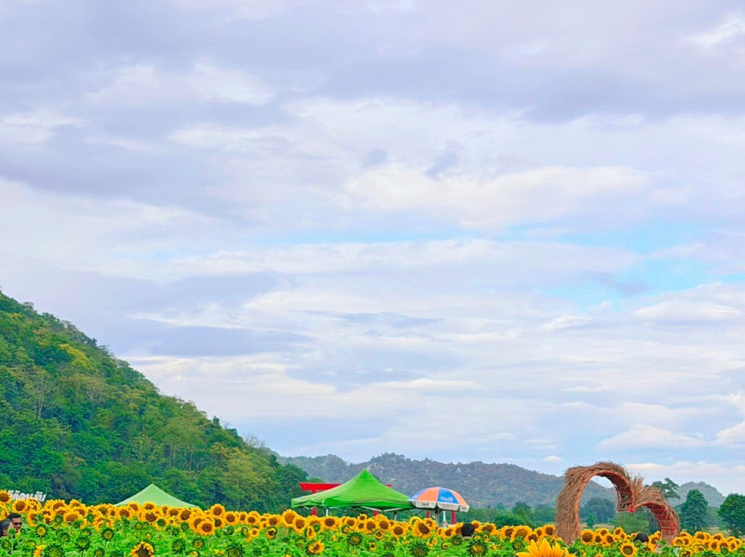 Sunflower Field-帕他那尼空必去景点