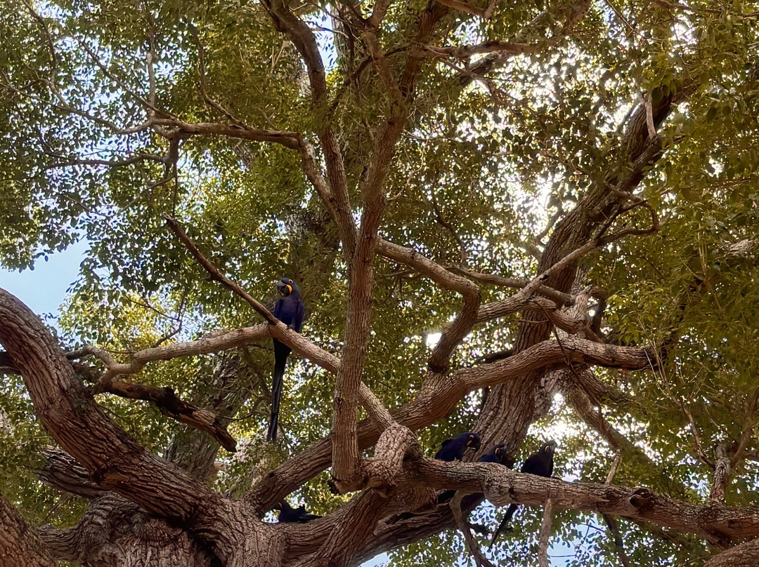 Pantanal Discovery-大坎普市必去景点